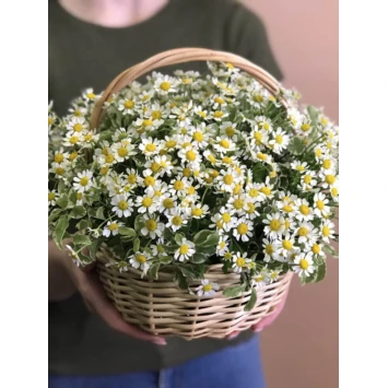 Ромашки в подарочной корзине